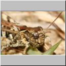 Myrmeleotettix maculatus - Gefleckte Keulenschrecke 19b.jpg